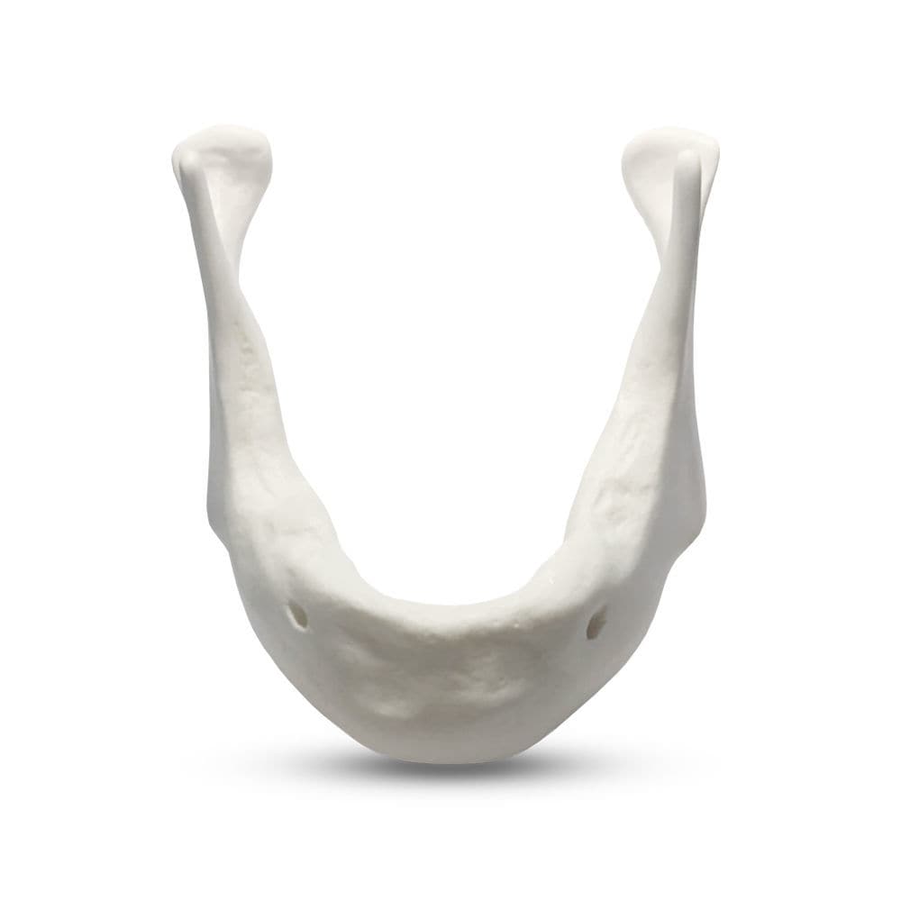 Анатомическая модель нижней челюсти - E81/L - GF Dental - для ...