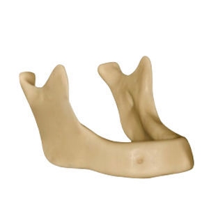 Анатомическая модель кости - DM – 148 - Selmodels SL - нижней челюсти ...