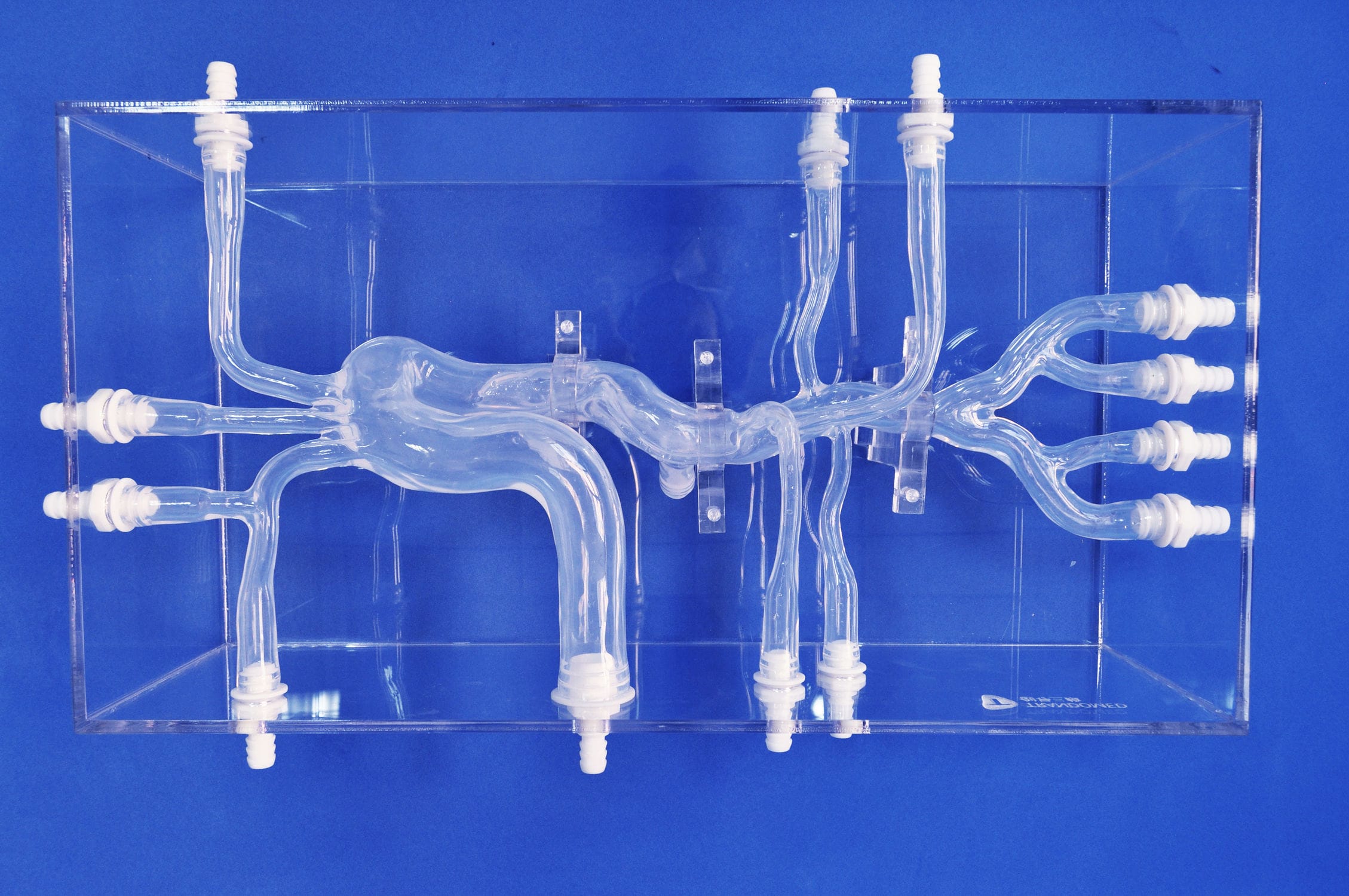 Модель кровеносных сосудов кровеносных сосудов - XXK004D - Trando 3D ...