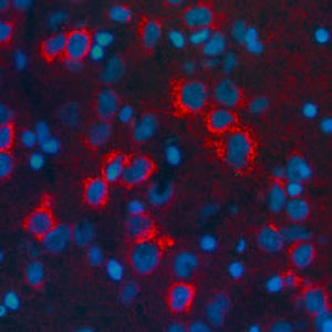 Реактив для бета-липотропина - RA21003 - Neuromics - IgG / для научных ...