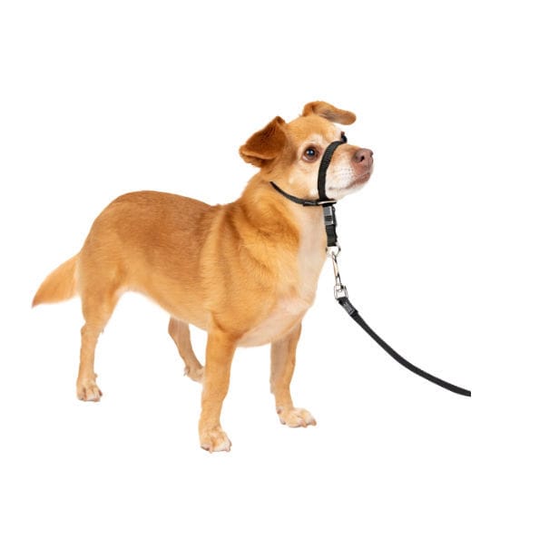 Good2go quick fit clearance harness