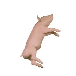 ветеринарный учебный манекен