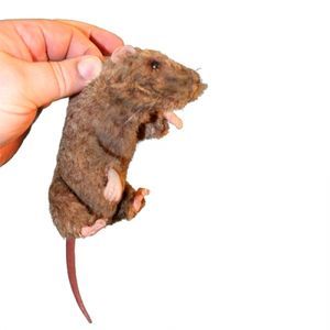 учебный манекен для оказания общей помощи