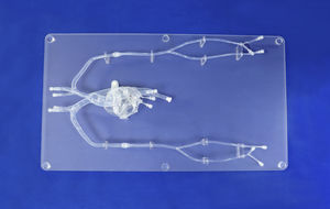 анатомическая модель сердца 1