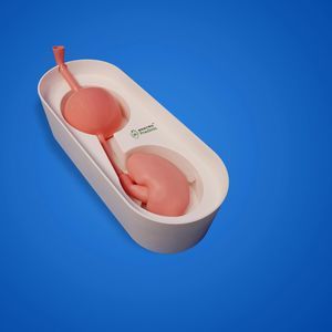анатомическая модель мочевыделительной системы