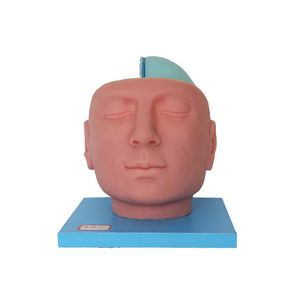 анатомическая модель головы