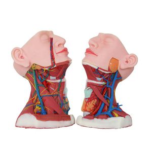 анатомическая модель шея 1