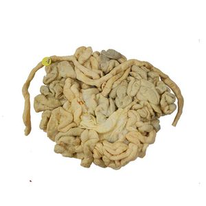 анатомическая модель толстый кишечник 1