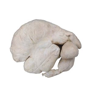 анатомическая модель желудка 1