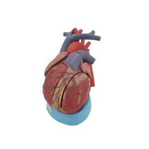анатомическая модель сердца 1