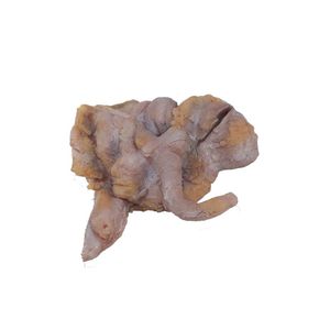 анатомическая модель тонкой кишки
