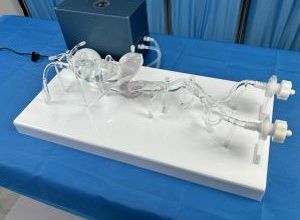 модель кровеносных сосудов артерии