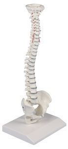 спинальная анатомическая модель 1