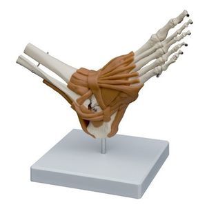 анатомическая модель ступни