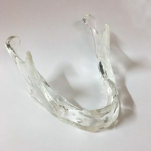 анатомическая модель нижней челюсти