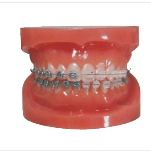 Типодонт прорезывание зубов - Creative Dental - для ухода за зубами