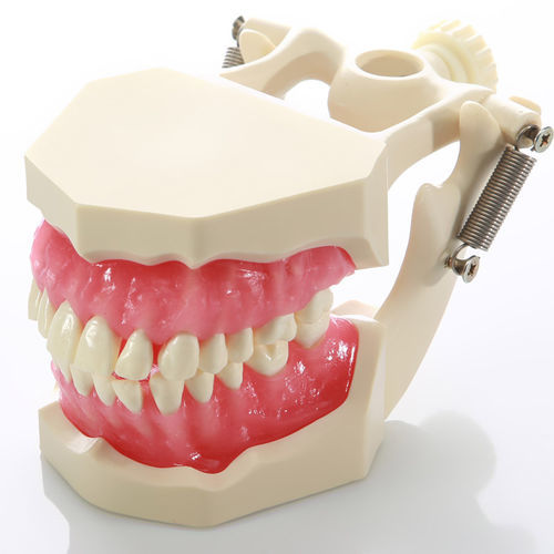 Анатомическая модель десен - DM04 - GF DENTAL - прорезывание зубов / для ухода за зубами / для обучения