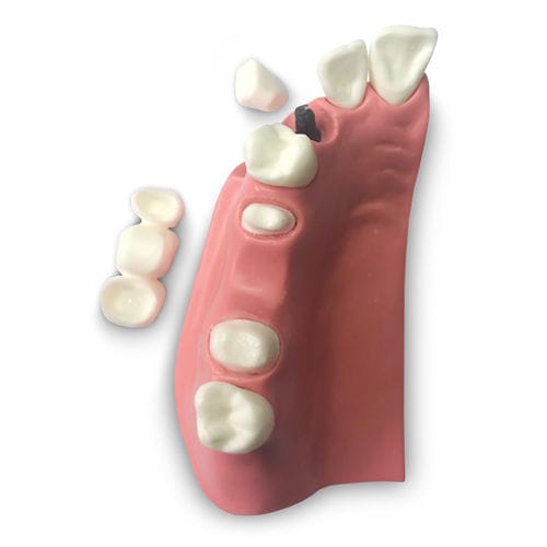 Анатомическая модель прорезывание зубов - DM23 - GF DENTAL - зубного протезирования / для обучения / собаки