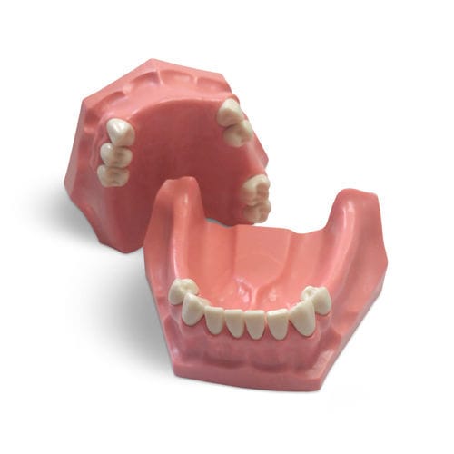 Анатомическая модель прорезывание зубов - E01/P - GF DENTAL - для ухода за зубами / учебная / из полимера