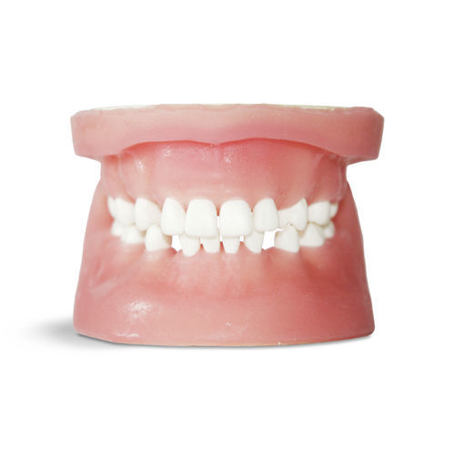Анатомическая модель десен - E34 - GF DENTAL - прорезывание зубов / для стоматологической хирургии / для удаления зубов