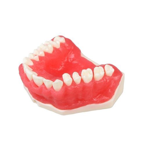 Анатомическая модель десен - E25 - GF DENTAL - прорезывание зубов / острого одонтогенного периостита / для образовательных целей