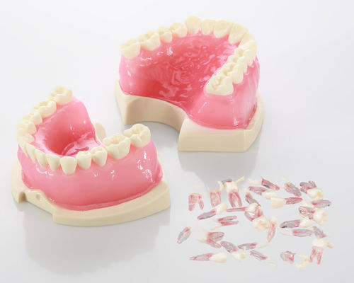 Анатомическая модель прорезывание зубов - E08 - GF DENTAL - корневого канала / эндодонтологическая / для образовательных целей