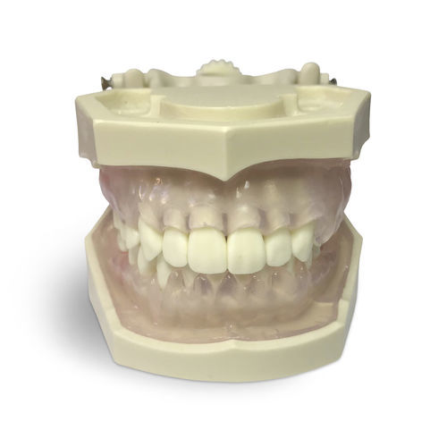 Анатомическая модель десен - E11/GP - GF DENTAL - прорезывание зубов / для гигиены полости рта / для образовательных целей