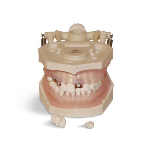 Анатомическая модель десен - E12N - GF DENTAL - прорезывание зубов / для гигиены полости рта / для образовательных целей