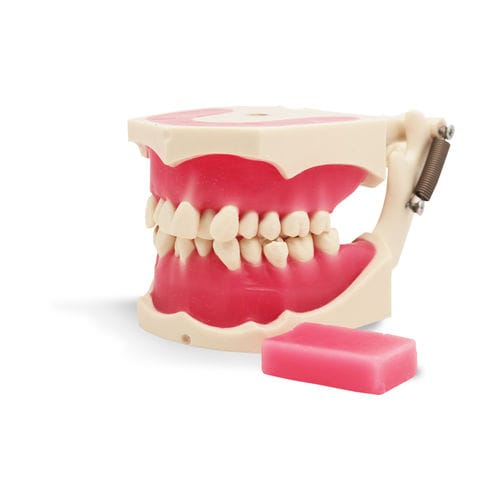 Учебный медицинский симулятор - E40 - GF DENTAL - для ортодонтии / рот / из полимера