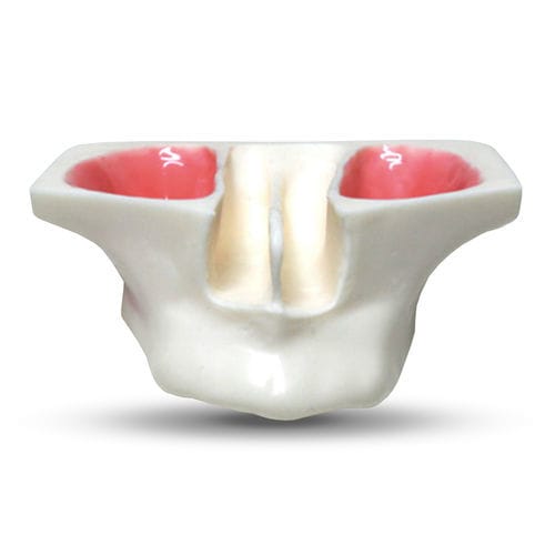 Анатомическая модель серозная оболочка - E20 - GF DENTAL - синусная / челюсти / для лечения ЛОР-заболеваний