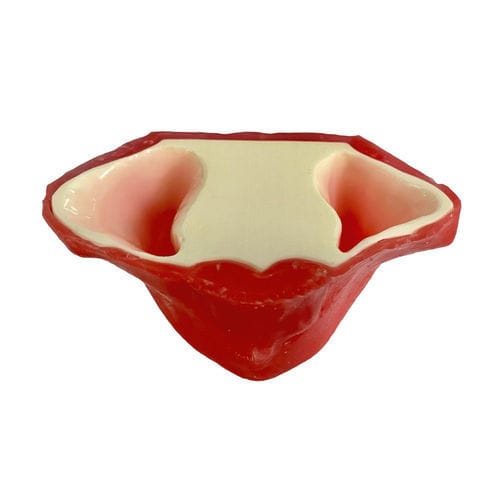 Анатомическая модель серозная оболочка - E20/P - GF DENTAL - синусная / челюстная / челюсти