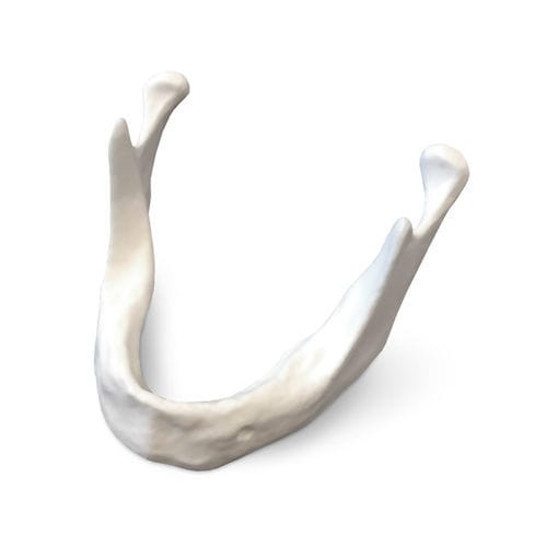 Анатомическая модель нижней челюсти - E81 - GF DENTAL - для имплантологии / для образовательных целей / из полимера