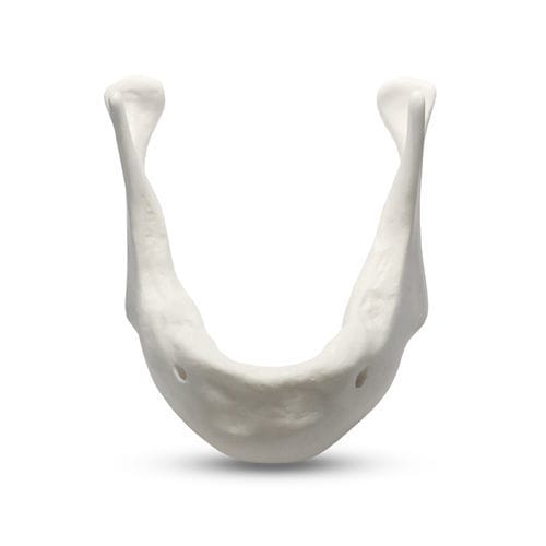 Анатомическая модель нижней челюсти - E81/L - GF DENTAL - челюсти / для имплантологии / для образовательных целей
