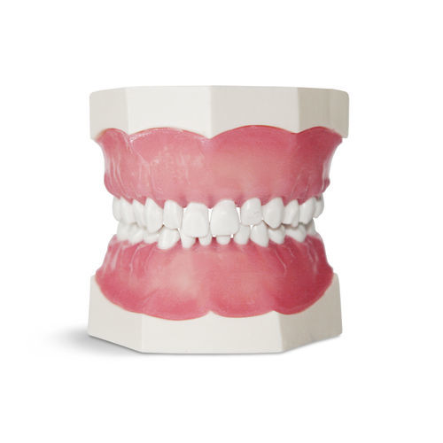 Анатомическая модель прорезывание зубов - EK1 - GF DENTAL - для ухода за зубами / для образовательных целей / ребенок