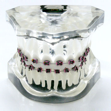 Анатомическая модель прорезывание зубов - OTB1 - GF DENTAL - для ортодонтии / учебная / из полимера