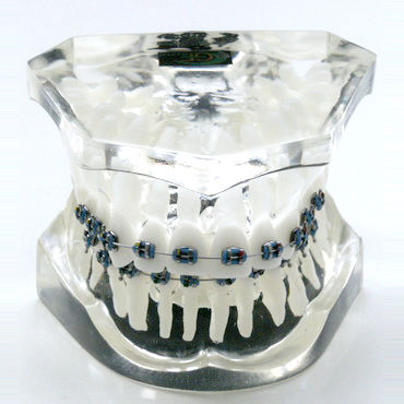 Анатомическая модель прорезывание зубов - OTB3 - GF DENTAL - для ортодонтии / учебная / из полимера