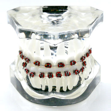 Анатомическая модель прорезывание зубов - OTB4 - GF DENTAL - для ортодонтии / учебная / из полимера