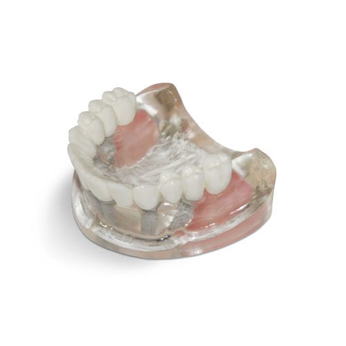Пазуховая анатомическая модель - T10 - GF DENTAL - зубов / челюстная / для имплантологии