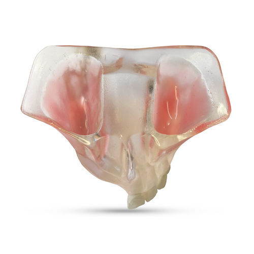 Пазуховая анатомическая модель - T21 - GF DENTAL - челюстная / челюсти / для стоматологии