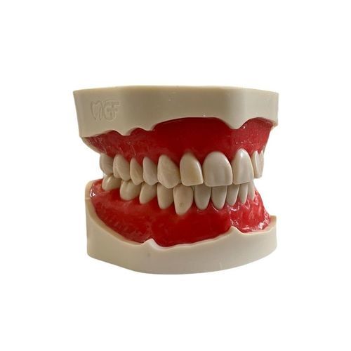 Анатомическая модель прорезывание зубов - E02/N - GF DENTAL - для ухода за зубами / для стоматологической хирургии / для обучения