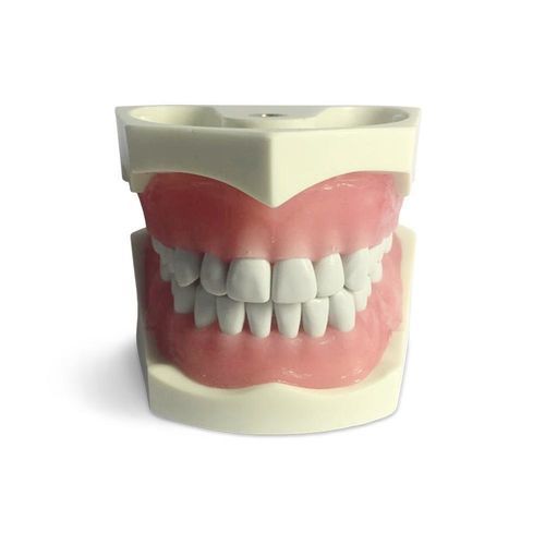 Анатомическая модель зубов - E03N - GF DENTAL - стоматологическая консервация / зубного протезирования / учебная