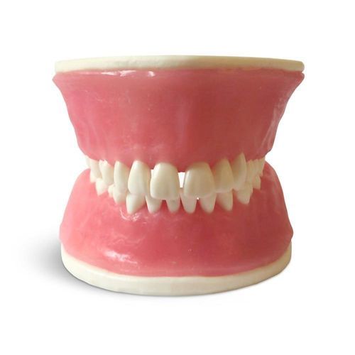 Анатомическая модель зубов - E38 - GF DENTAL - десен / острого одонтогенного периостита / учебная