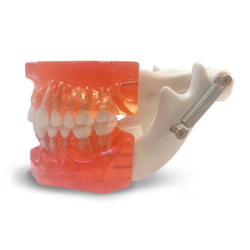 Анатомическая модель зубов - ETR1 - GF DENTAL - десен / челюстная / челюсти
