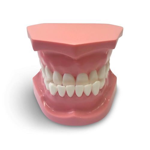 Анатомическая модель для стоматологии - ORB04 - GF DENTAL - для ортодонтии / учебная