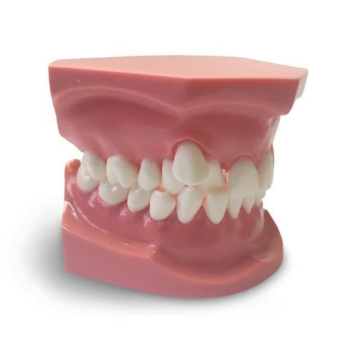 Анатомическая модель для стоматологии - ORB05 - GF DENTAL - для ортодонтии / учебная
