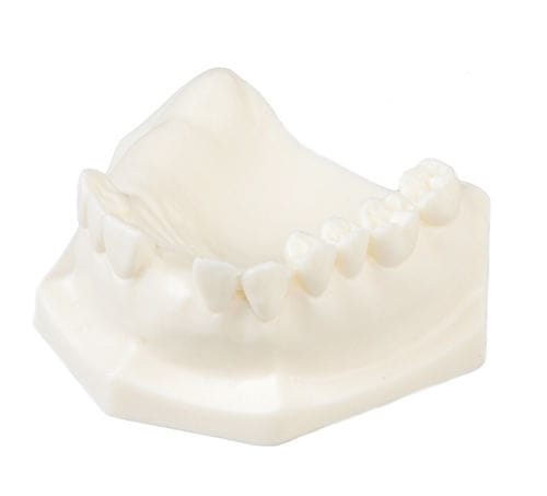 Анатомическая модель челюсти - E85 - GF DENTAL - для имплантологии / учебная / белая