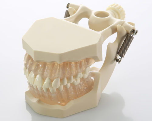 Анатомическая модель зубов - DM05 - GF DENTAL - десен / корневого канала / для стоматологии