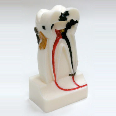Анатомическая модель зубов - DM14 - GF DENTAL - корневого канала / для стоматологии / для обучения