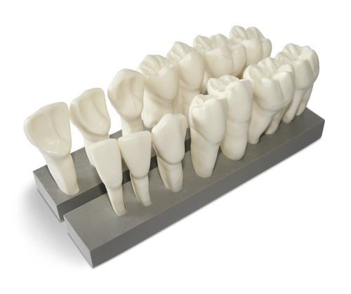 Анатомическая модель зубов - DM19 - GF DENTAL - для стоматологии / для обучения / из полимера