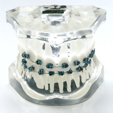 Анатомическая модель зубов - OTB5 - GF DENTAL - для ортодонтии / учебная / из полимера